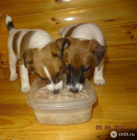 Щенок гладкошерстного фокстерьера. Фото 4.