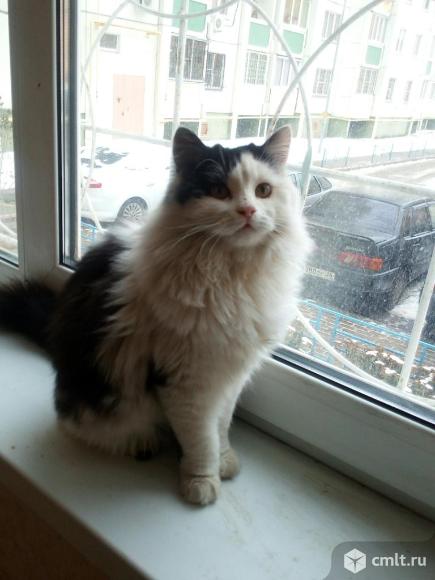 Молодой кот Мурзик. Фото 1.