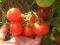 Продам семена томатов. Фото 6.