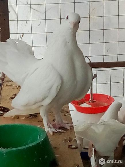 Статные голуби. Фото 1.