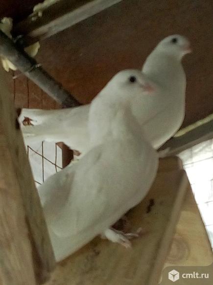 Статные голуби. Фото 3.