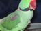 Куплю александрийского попугая. Фото 1.
