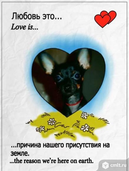 Случка - Вязка! Гладкошерстный, Кобель, Той Терьера. Окрас: Черно подпалый. Носитель Редчайшего Голубого - Лилового гена!Развязан и очень плодовит. 89022817614