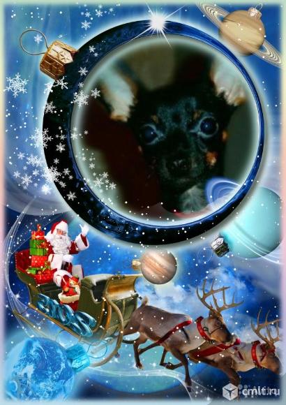 Случка - Вязка! Гладкошерстный, Кобель, Той Терьера. Окрас: Черно подпалый. Носитель Редчайшего Голубого - Лилового гена!Развязан и очень плодовит. 89022817614