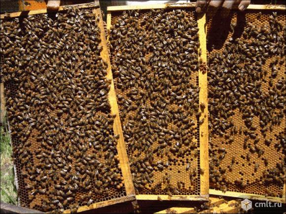 Продам пчелопакеты Бакфаст, Карпатка, Карника 2019г.. Фото 1.