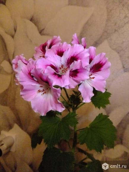 Герань королевская. Фото 1.