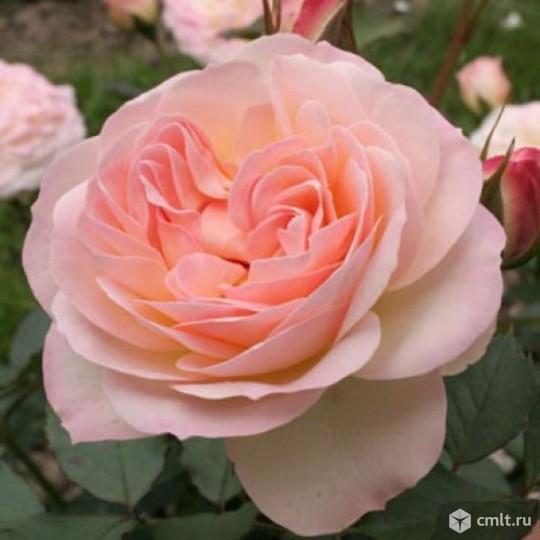 Саженцы Роз Оптом. Фото 3.