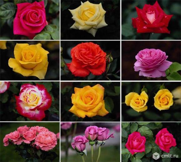 Саженцы Роз Оптом. Фото 1.