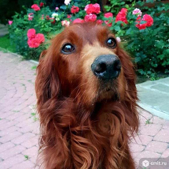 Щенки Ирландского сеттера. Фото 1.