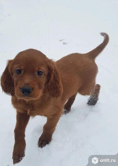 Щенки Ирландского сеттера. Фото 4.