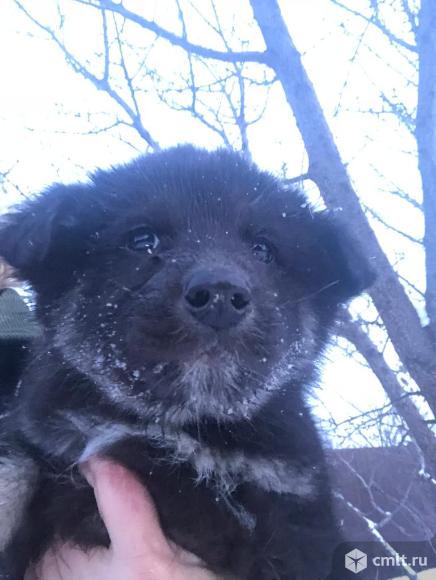 Помесь кавказской овчарки и хаски. Фото 1.
