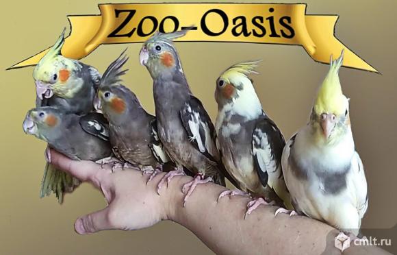 Корелла. Фото 1.