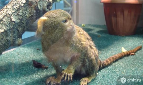 Игрунка карликовая. Фото 1.