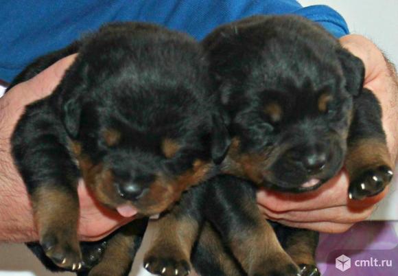 Ротвейлер. Профессиональный питомник РКФ \ ФЦИ.. Фото 1.