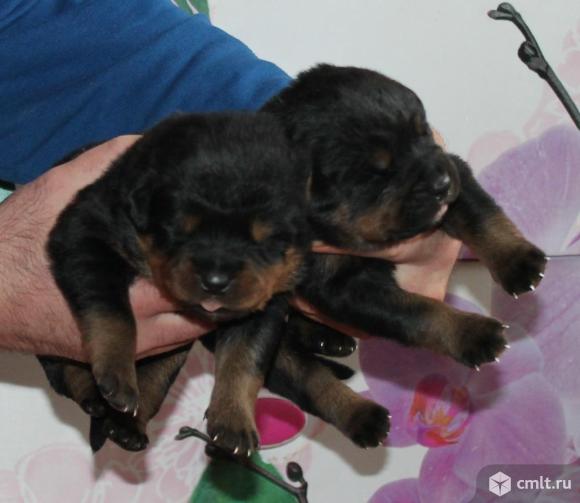 Ротвейлер. Профессиональный питомник РКФ \ ФЦИ.. Фото 2.