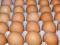Цыплята, утята, индюшата, гусята молодняк и инкубационное яйцо. Фото 3.