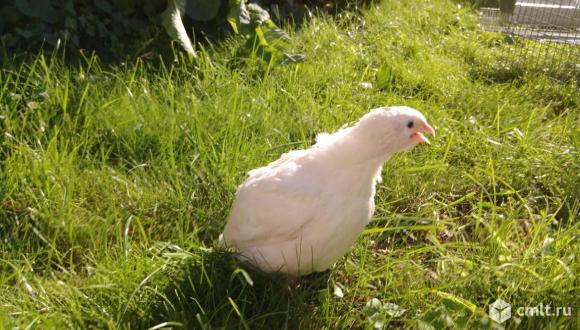 Перепела Техасский фараон.. Фото 1.