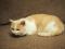 Пропал бело-персиковый кот в Подгорном. Фото 1.