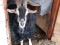 Продается альпийский козел линия сангоу на стадо. Фото 2.