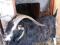 Продается альпийский козел линия сангоу на стадо. Фото 4.