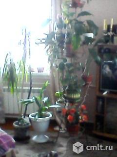 Новоусманский район, Воля, центр. Дом, 44 кв.м. Фото 1.