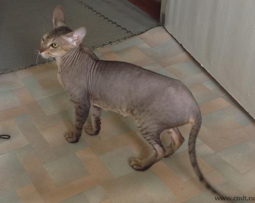 Отдам кошку канадского сфинкса в хорошие руки. Фото 1.