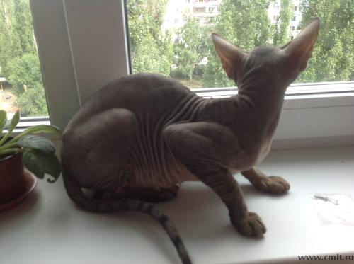 Отдам кошку канадского сфинкса в хорошие руки. Фото 2.