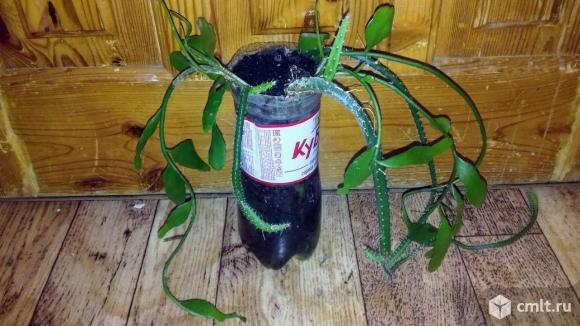 Селеницереус крупноцветковый или грандифлорус.. Фото 5.