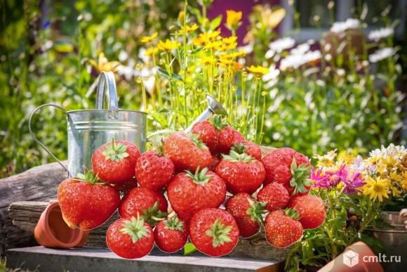 Чудо-ягодница «сказочный сбор». Фото 1.