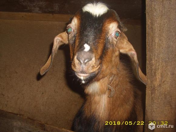 Предлагаю козла нубийского для огула. Фото 1.