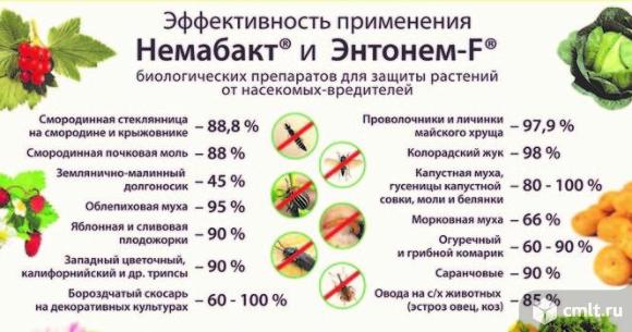 Немабакт. Фото 2.