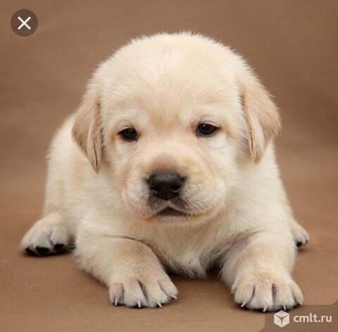 Приму в дар шенка лабрадора желательно маленького или куплю не дорога. Фото 1.