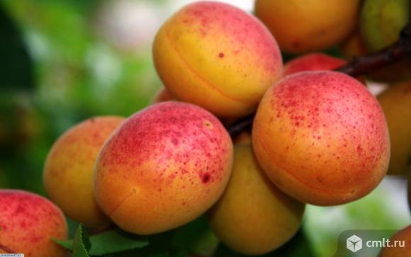 Саженцы абрикоса (подвой алыча). Фото 1.