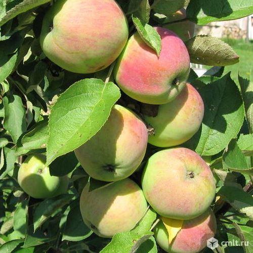 Колоновидные яблони. Фото 1.