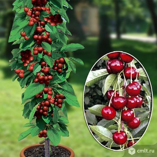 Колоновидная вишня Восторг. Фото 1.