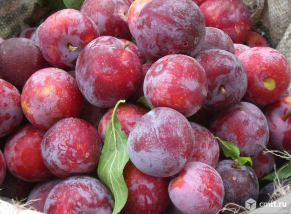 Слива. Фото 1.