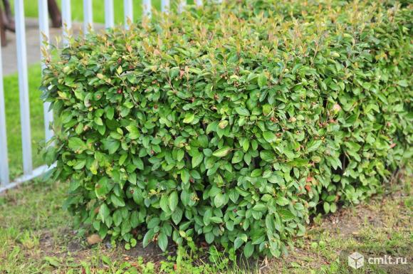 Кизильник блестящий. Фото 2.