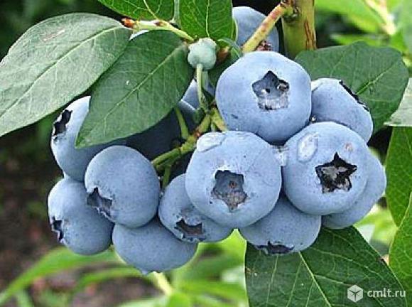 Голубика. Фото 1.