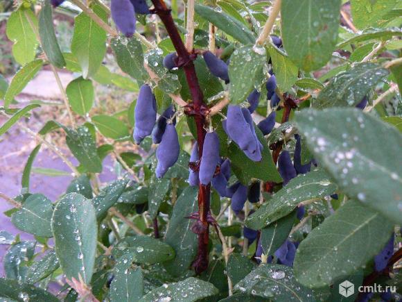 Жимолость. Фото 1.