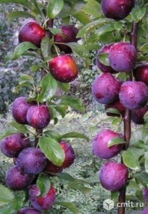 Колоновидная слива. Фото 1.