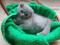 Чистокровные шотландские котята. Фото 4.