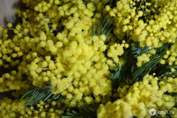 Мимоза оптом. Фото 1.