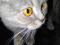 Отдам бесплатно шотландскую вислоухую кошку. Фото 1.