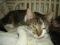 Молодой кот Форос - в ответственные ласковые руки. Фото 2.