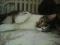 Молодой кот Форос - в ответственные ласковые руки. Фото 3.