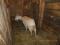 Зааненская коза с козлятами. Фото 3.