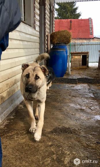 Метис турецкого  кангала. Фото 1.