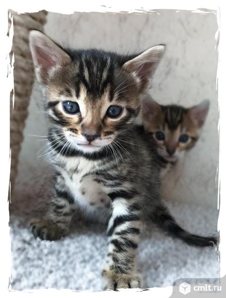 Бенгальские котята. Фото 1.