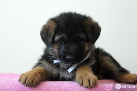 Продажа щенков Немецкой Овчарки. Фото 1.