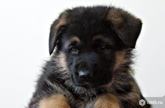 Продажа щенков Немецкой Овчарки. Фото 13.